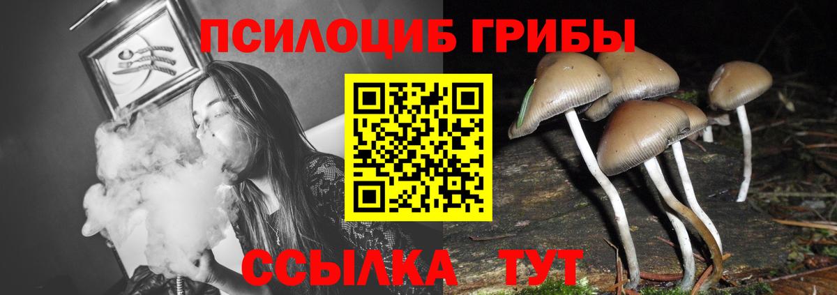Псилоцибиновые грибы Cubensis  Воркута 